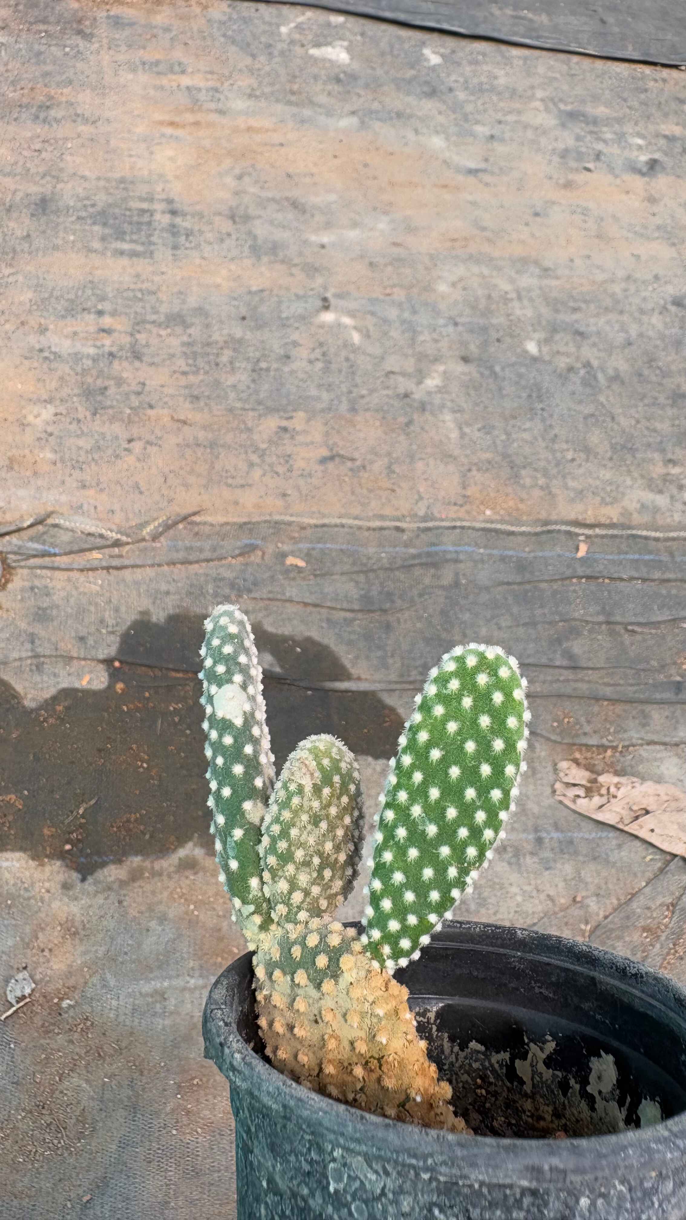 Rice cactus